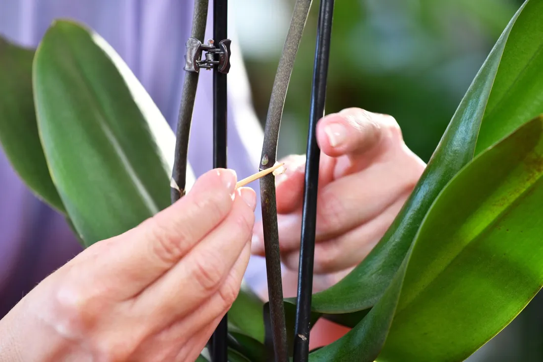 bopon-orchid-booster-aktywator-wzrostu-pedow-kwiatowych-storczykow-biopon-stan-nowy