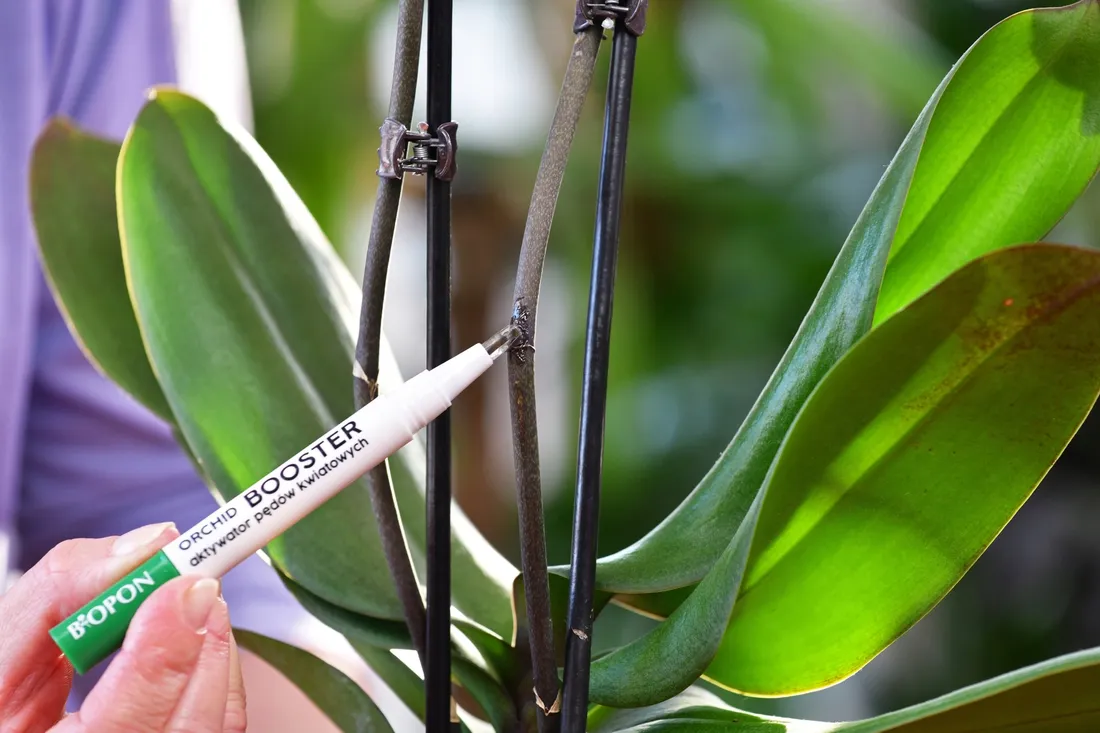 bopon-orchid-booster-aktywator-wzrostu-pedow-kwiatowych-storczykow-biopon-stan-nowy