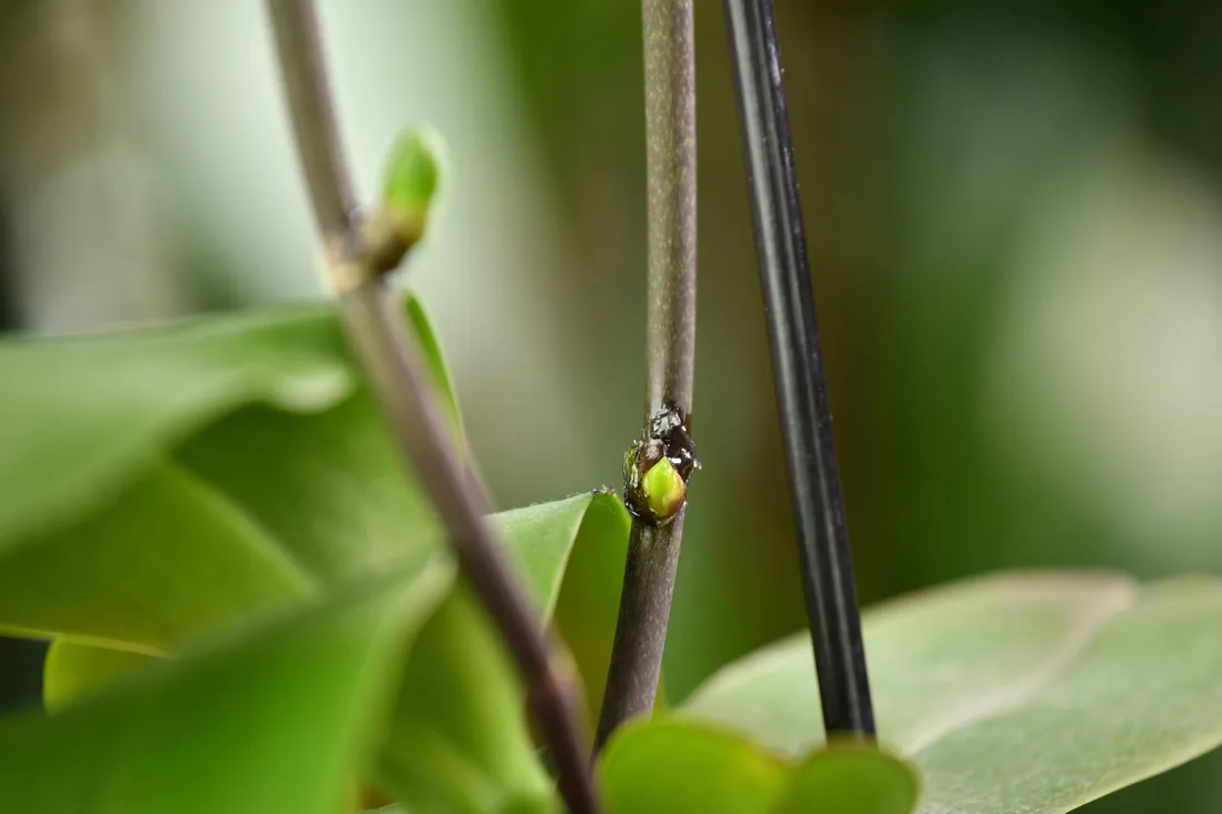 bopon-orchid-booster-aktywator-wzrostu-pedow-kwiatowych-storczykow-biopon