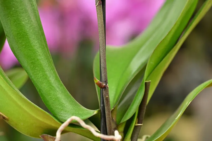 bopon-orchid-booster-aktywator-wzrostu-pedow-kwiatowych-storczykow-biopon-stan-nowy-rodzaj-nawozu-wieloskladnikowy