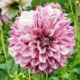 dalia-dekoracyjna-painted-lady-1-szt