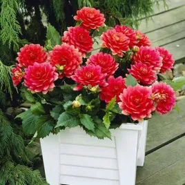 dalia-dekoracyjna-berliner-kleene-1-szt