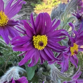 pulsatilla-sasanka-zwyczajna-violet-bells-1-szt