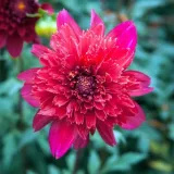 dalia-anemonowa-inca-1-szt