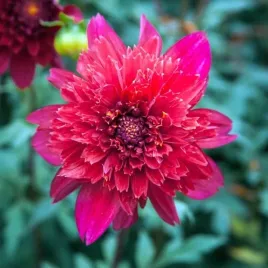 dalia-anemonowa-inca-1-szt