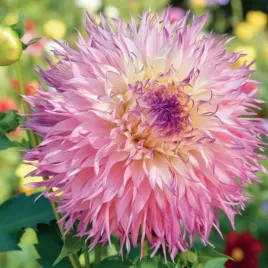 dalia-strzepiasta-pinelands-princess-roz-ii-1-szt