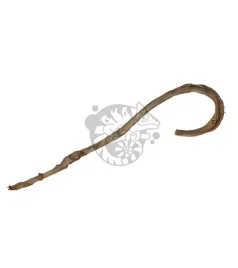 liana-ped-bananowca-70-80-cm