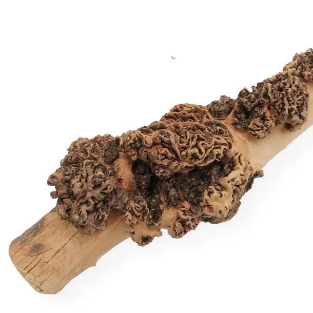 korzen-sava-wood-kod-producenta-br-012