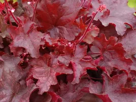 zurawka-czerwone-liscie-fire-chief-ozdobna-bylina-sadzonka-p9zurawka