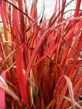 czerwona-trawa-do-ogrodu-red-baron-c2-nazwa-lacinska-inna