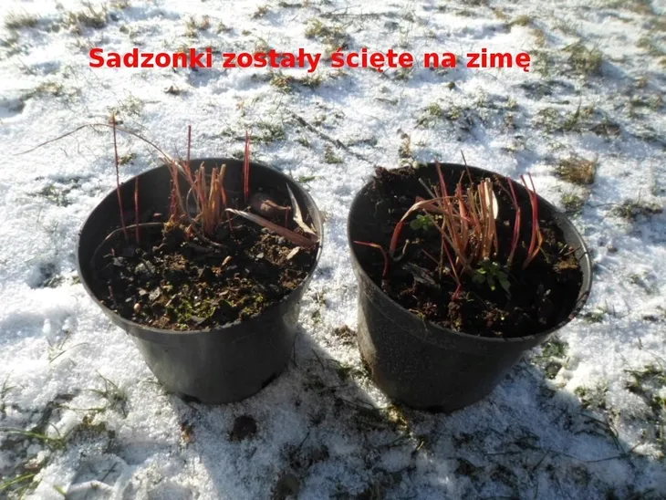 czerwona-trawa-do-ogrodu-red-baron-c2-producent-inna-rodzaj-rosliny-inny