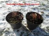 czerwona-trawa-do-ogrodu-red-baron-c2-producent-inna-rodzaj-rosliny-inny