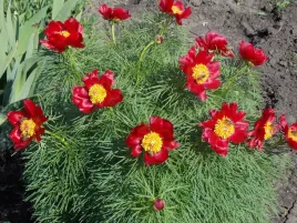 piwonia-delikatna-waskolistna-koperkowa-tenuifolia-p11