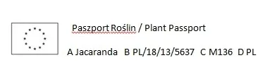 jakaranda-mimozolistna-20-40cm-p9-producent-inna-rodzaj-rosliny-inny