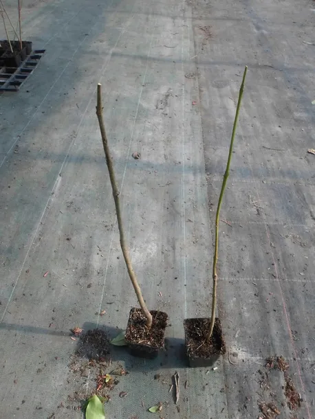 jakaranda-mimozolistna-20-40cm-p9-producent-inna-nazwa-lacinska-inna