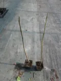 jakaranda-mimozolistna-20-40cm-p9-producent-inna-nazwa-lacinska-inna