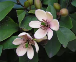 michelia-figo-perfumy-diora-30-50cm-p9