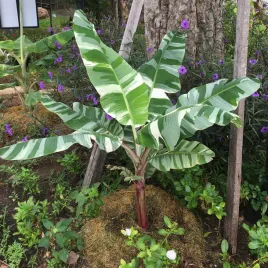 bananowiec-florida-variegata-30-50cm-p10
