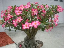 roza-pustyni-adenium-picotee-p10
