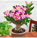roza-pustyni-adenium-picotee-p10-rodzaj-rosliny-inny