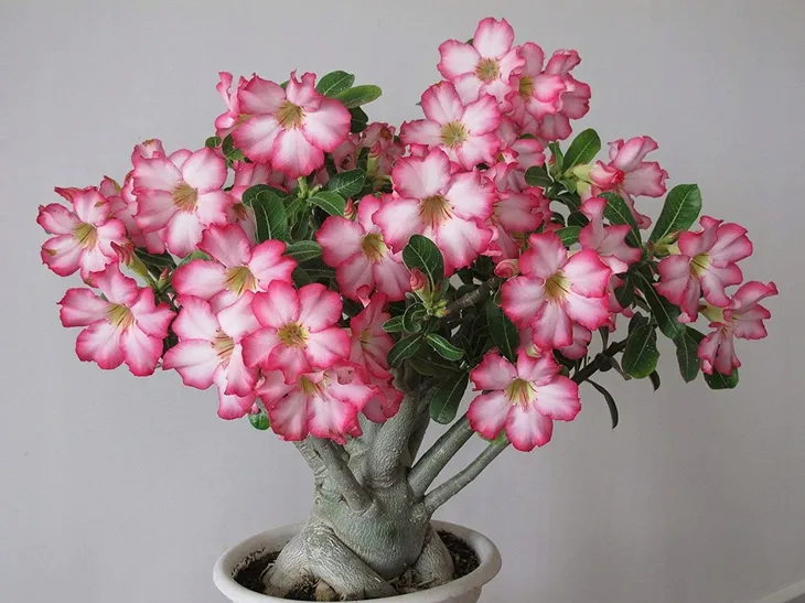 roza-pustyni-adenium-picotee-p10-producent-inna