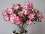 roza-pustyni-adenium-picotee-p10-producent-inna