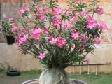 roza-pustyni-adenium-picotee-p10-nazwa-lacinska-inna