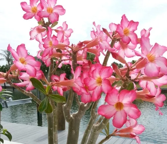roza-pustyni-adenium-picotee-p10-rodzaj-rosliny-inny-producent-inna