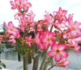 roza-pustyni-adenium-picotee-p10-rodzaj-rosliny-inny-producent-inna