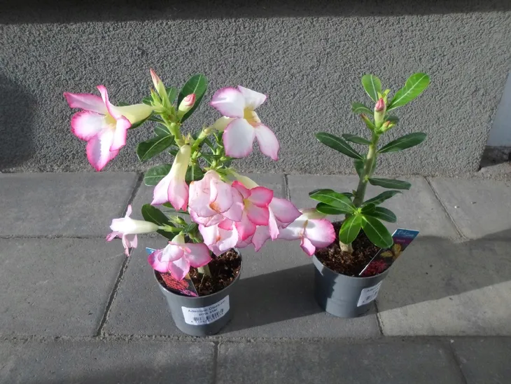 roza-pustyni-adenium-picotee-p10-producent-inna-rodzaj-rosliny-inny