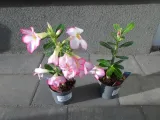 roza-pustyni-adenium-picotee-p10-producent-inna-rodzaj-rosliny-inny