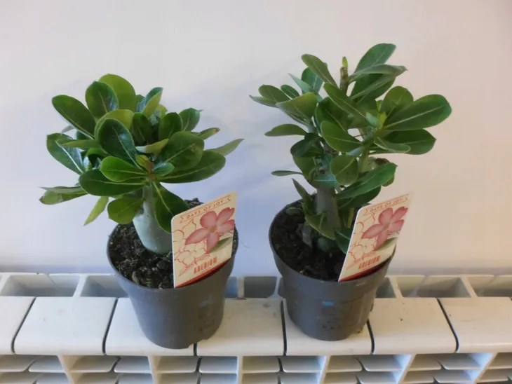 roza-pustyni-adenium-picotee-p10-producent-inna-nazwa-lacinska-inna