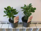 roza-pustyni-adenium-picotee-p10-producent-inna-nazwa-lacinska-inna