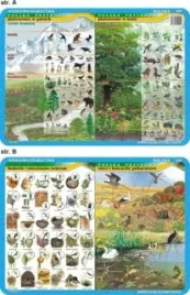 podkladka-edukacyjna-020-pietrowosc-w-gorech-i-lesie