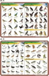 podkladka-edukacyjna-022-ptaki-wodne-spiewajace