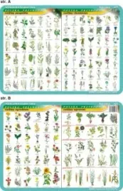 podkladka-edukacyjna-023-rosliny-ogrodowe