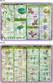 podkladka-edukacyjna-026-budowa-rosliny-i-kwiatu