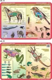 podkladka-edukacyjnna-053-plazy-gady