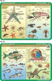 podkladka-edukacyjnna-054-szkarlupnie-skorupiaki