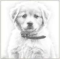 karnet-pies-szkic-16x16-koperta