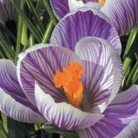 karnet-kwiat-krokus-16x16-koperta
