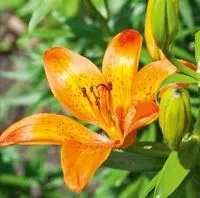 karnet-kwiat-lilia-16x16-koperta