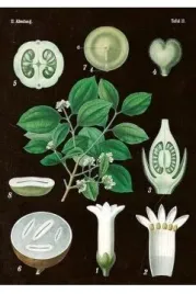 karnet-st269-b6-koperta-skona-amelanchier