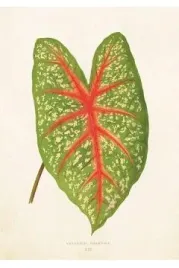 karnet-st281-b6-koperta-skona-lisc-kaladium