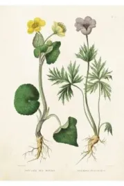 karnet-st211-b6-koperta-kaczeniec-i-sasanka