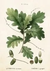 karnet-st283-b6-koperta-lisc-debu