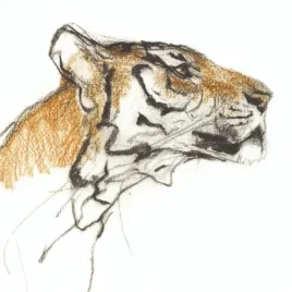 karnet-kwadrat-z-koperta-head-of-a-tiger
