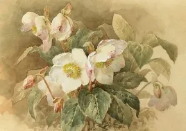 karnet-st424-b6-koperta-ciemiernik-bialy