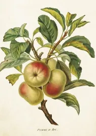 karnet-st422-b6-koperta-jablon