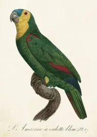 karnet-st452-b6-koperta-papuga